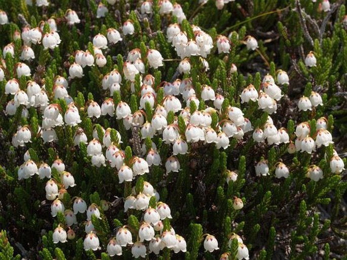 Cassiope mertensiana