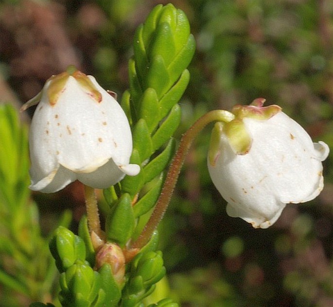 Cassiope mertensiana