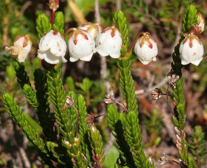 Cassiope mertensiana