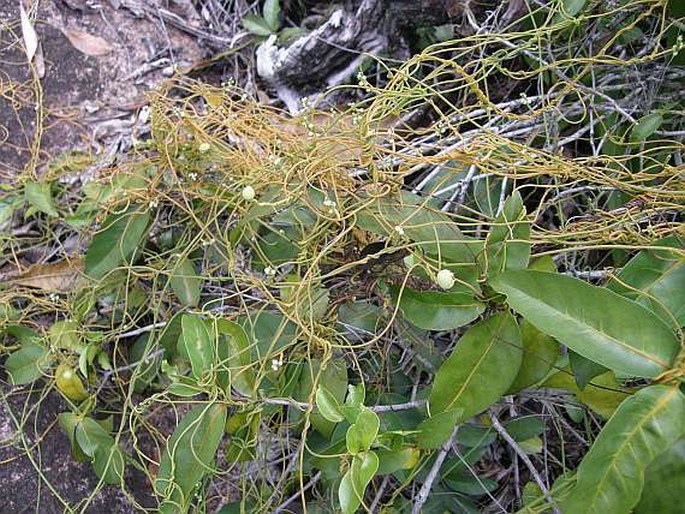 Cassytha filiformis