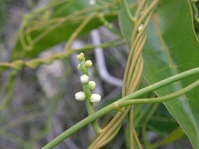 Cassytha filiformis