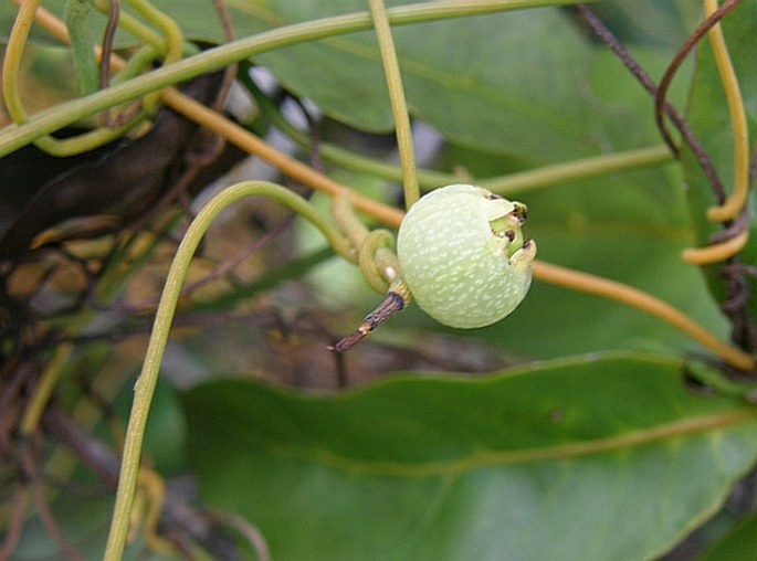 Cassytha filiformis