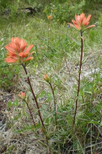 Castilleja miniata