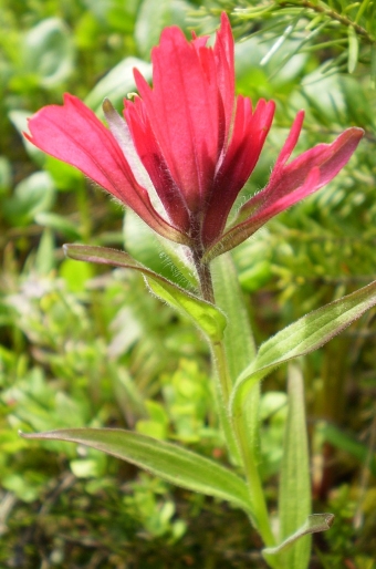 Castilleja miniata