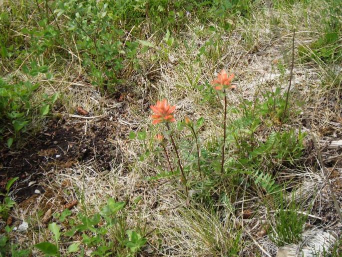 Castilleja miniata