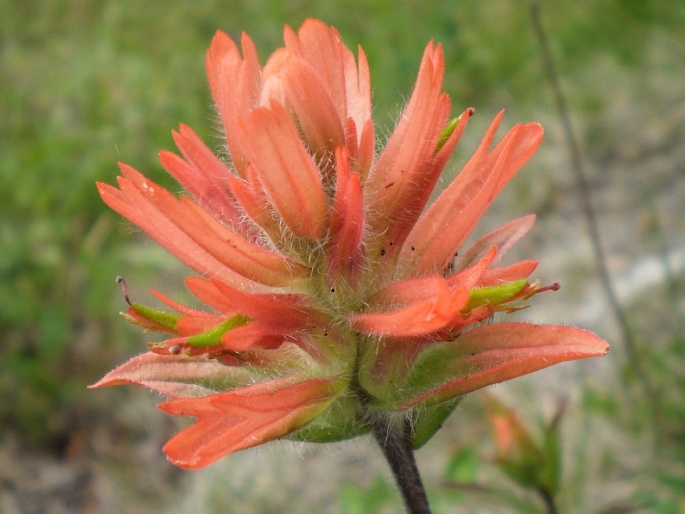 Castilleja miniata