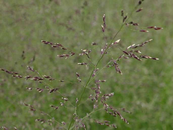 CATABROSA AQUATICA (L.) P. Beauv. – odemka vodní / odemka vodná