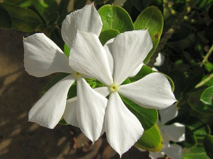 Catharanthus roseus