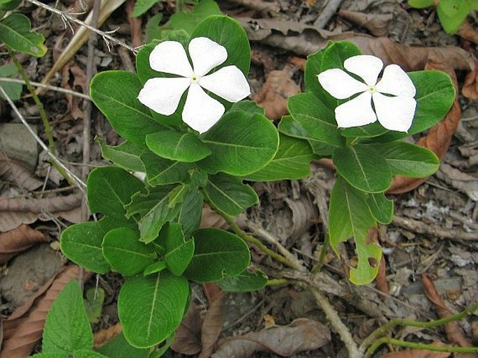 Catharanthus roseus