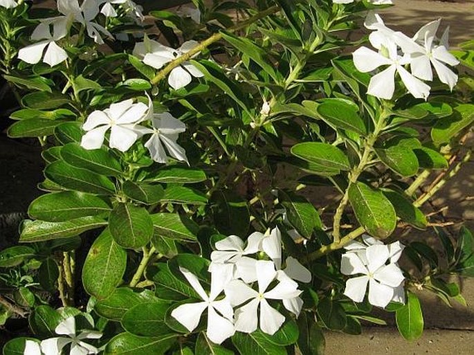 Catharanthus roseus