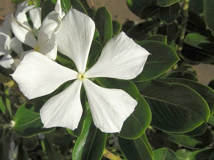 Catharanthus roseus