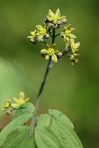 Caulophyllum thalictroides