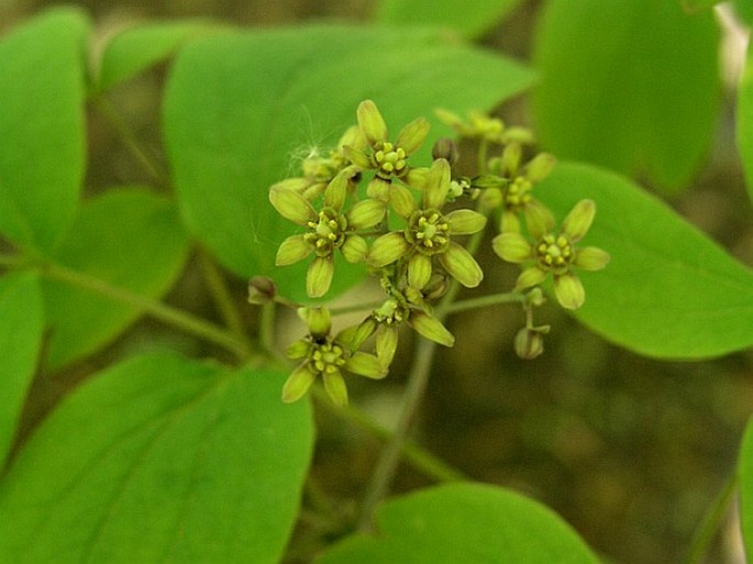 Caulophyllum thalictroides