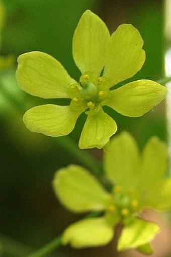 Caulophyllum robustum