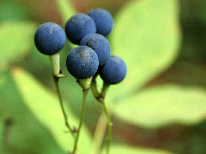 Caulophyllum robustum