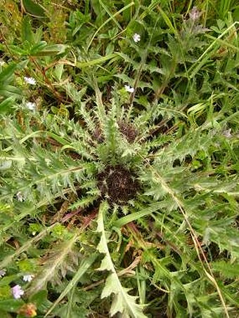 Carlina acaulis