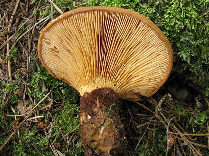 Tapinella atrotomentosa