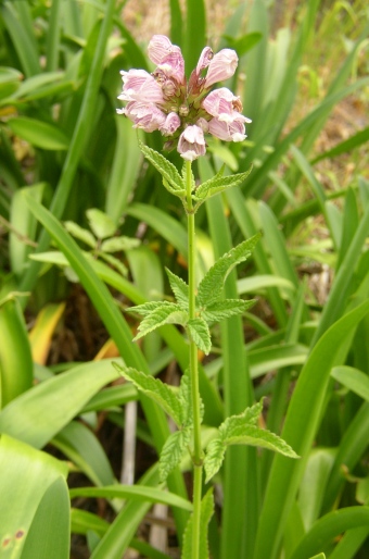 Cedronella canariensis