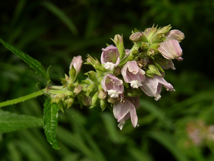 Cedronella canariensis