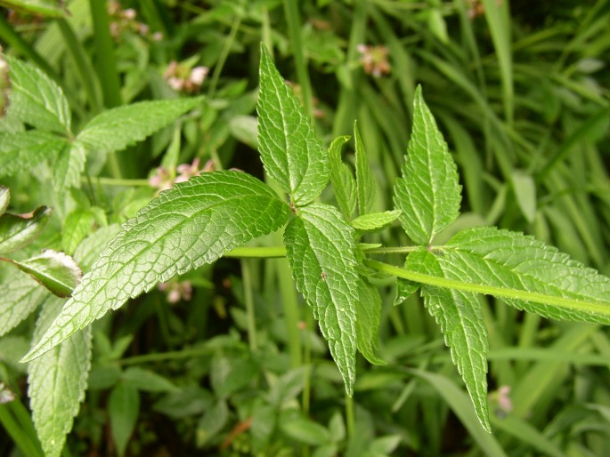 Cedronella canariensis