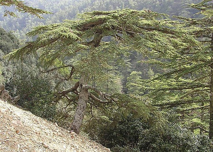 Cedrus brevifolia