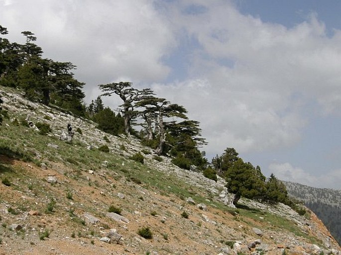 Cedrus libani