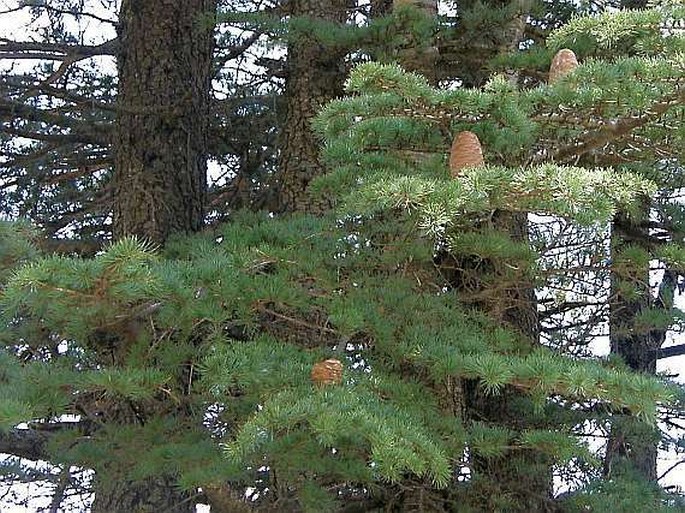 Cedrus libani