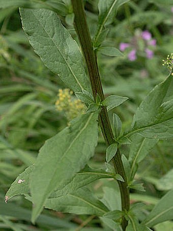 Solidago virgaurea