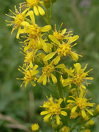 Solidago virgaurea