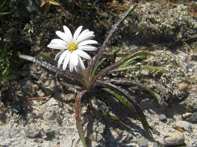 Celmisia gracilenta