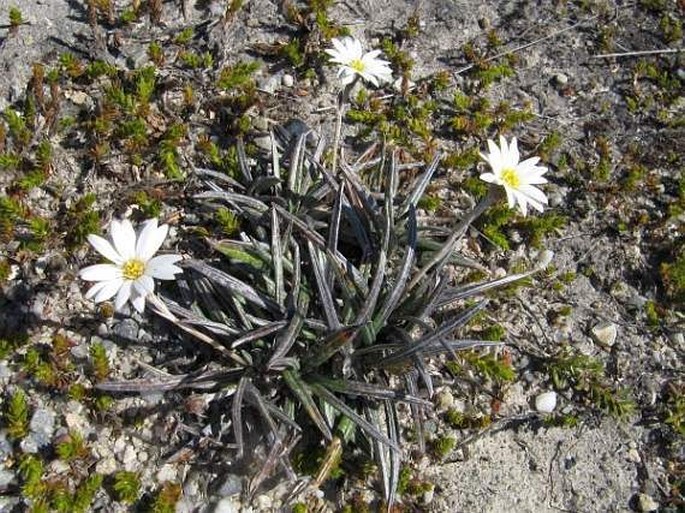 Celmisia gracilenta