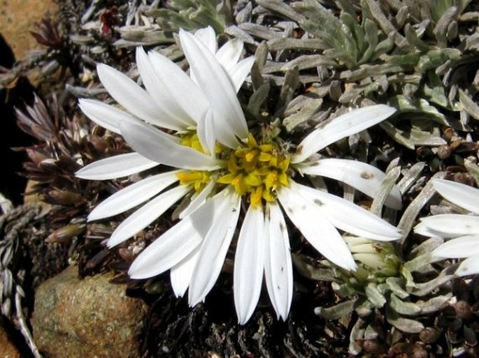 Celmisia sessiliflora - Wikispecies