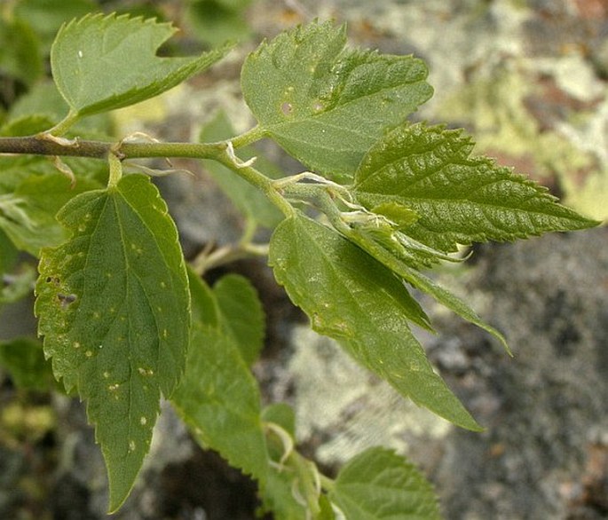 Celtis tournefortii