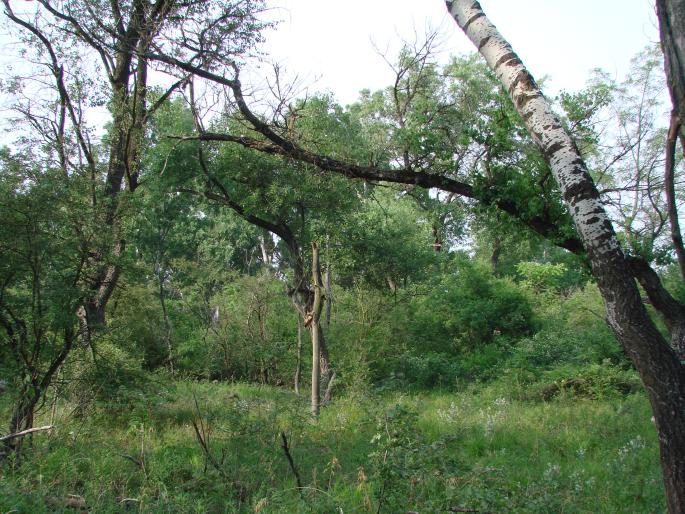 Čenkovská step