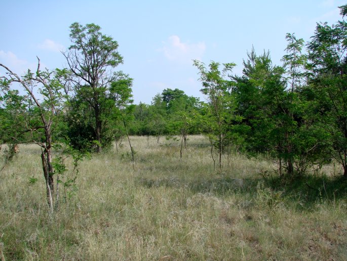 Čenkovská step