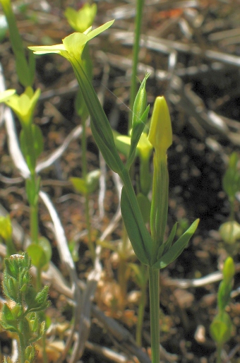 Centaurium maritimum