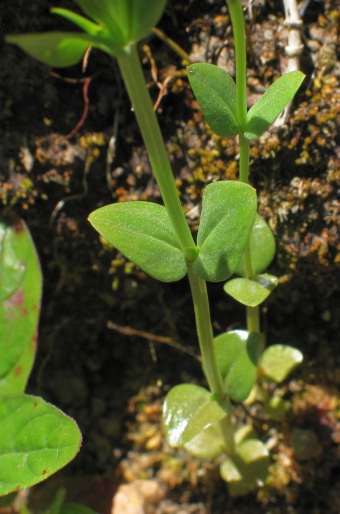 Centaurium maritimum