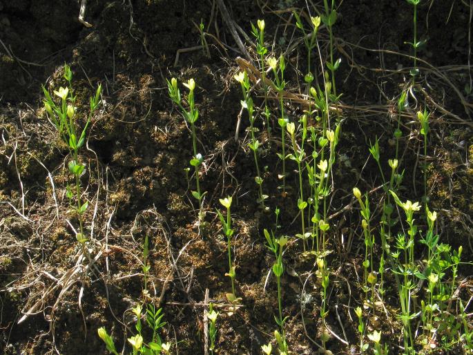 Centaurium maritimum