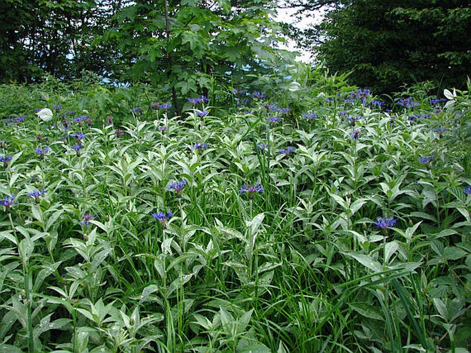 Centaurea montana subsp. mollis