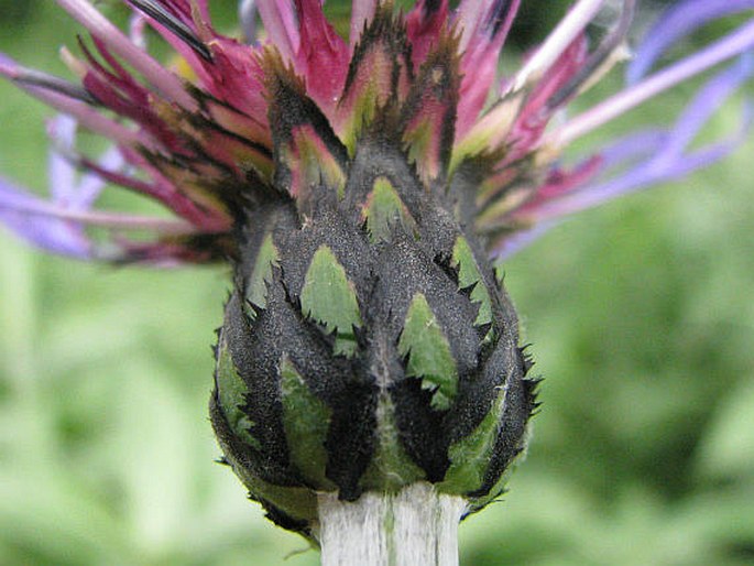 Centaurea montana subsp. mollis