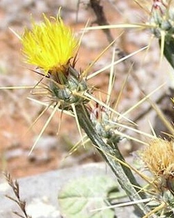 Centaurea solstitialis