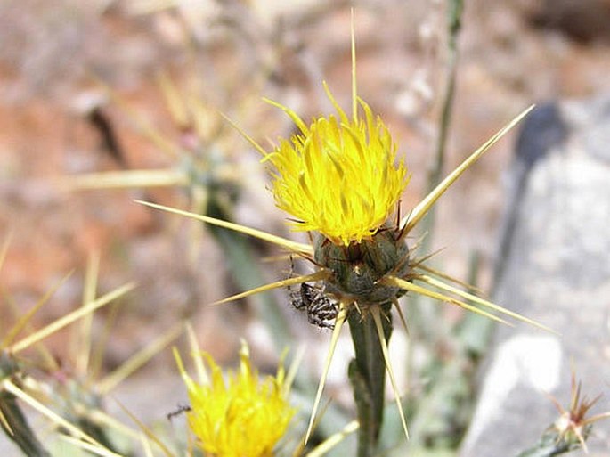 Centaurea solstitialis