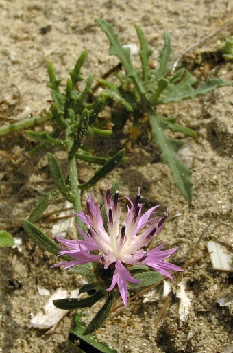 Centaurea aspera