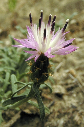 Centaurea aspera