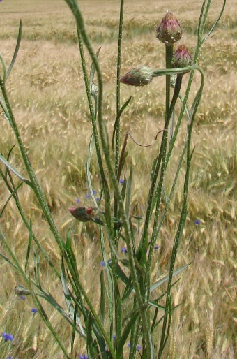 Centaurea cyanus