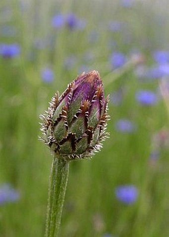 Centaurea cyanus