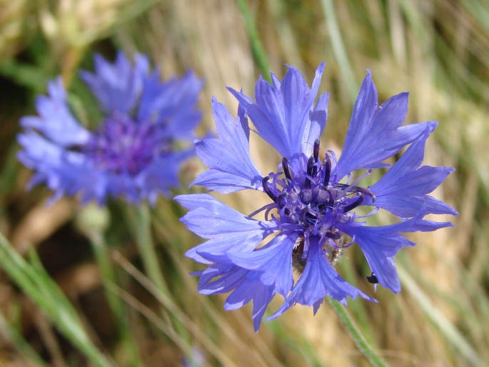 CENTAUREA CYANUS L. – chrpa modrá / nevädza poľná