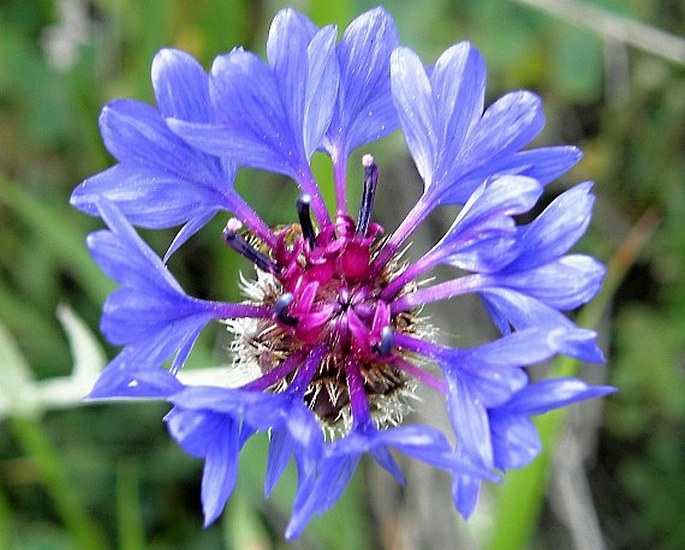 Centaurea depressa