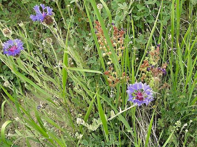 Centaurea depressa