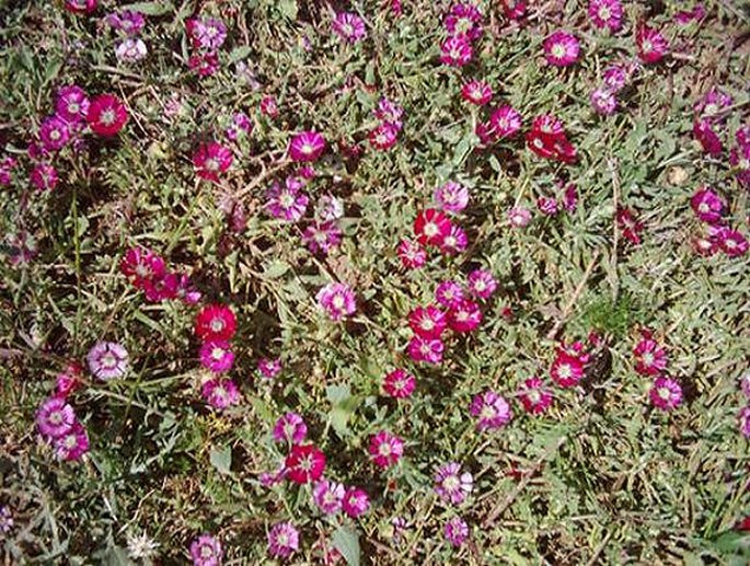 Centaurea tchihatcheffii